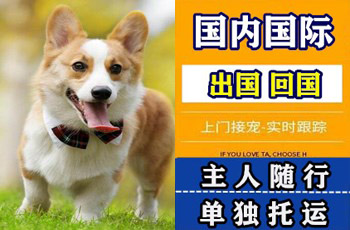无锡市宠物托运公司无锡市宠物托运公司无锡市宠物托运公司