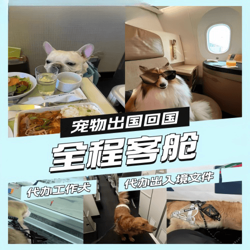无锡市宠物托运到白俄罗斯宠物入境规定和要求